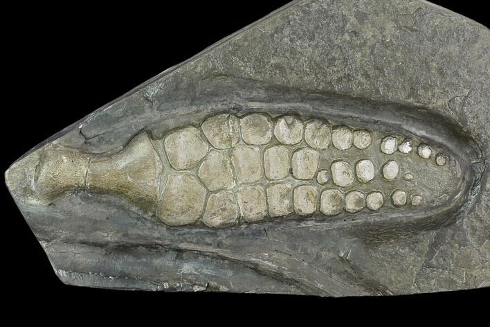 Fossil Ichthyosaur Paddle - Posidonia Shale, Germany #129944